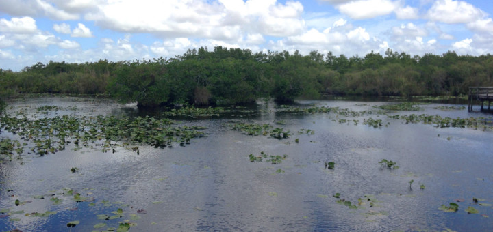 Anhinga trail everglades